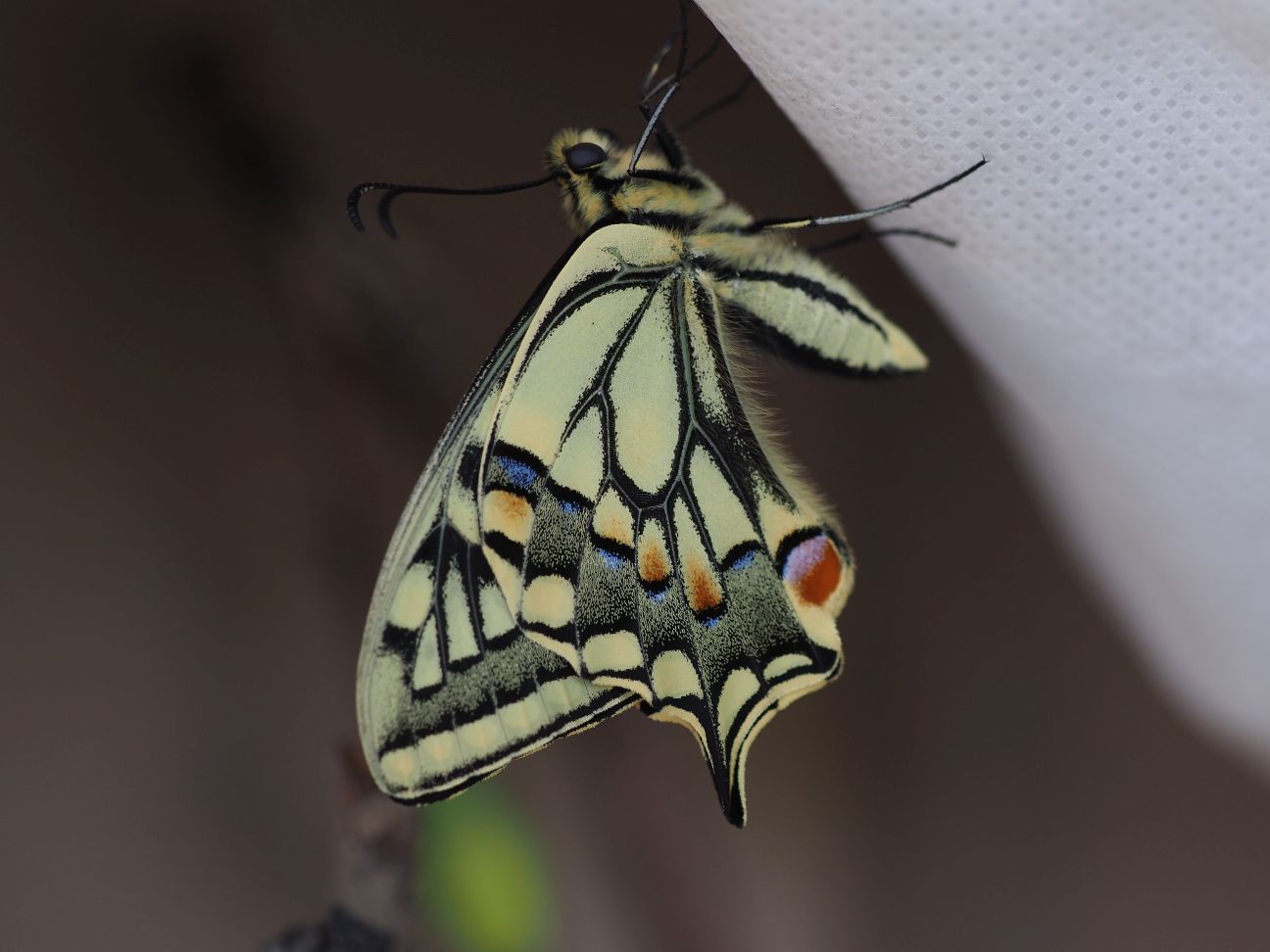 Schwalbenschwanz fast fertig